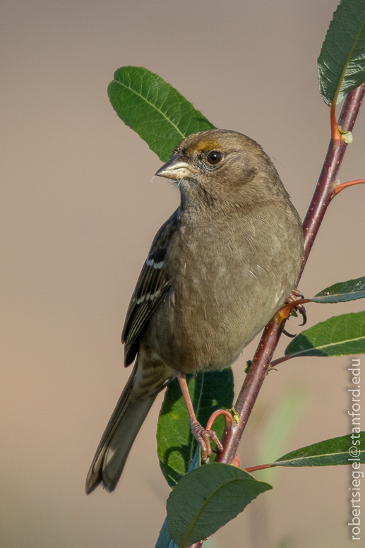 emily renzel wetlands